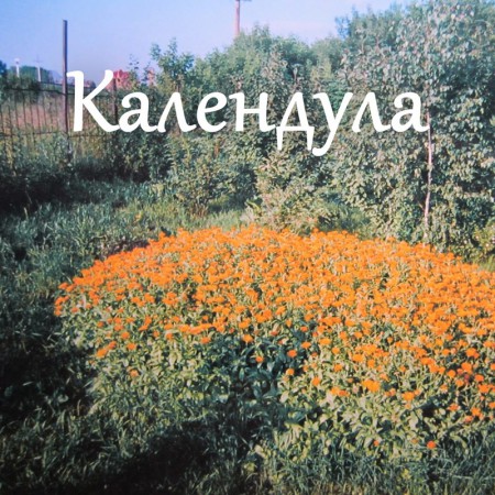 kalendula-kalendula-2014-cover